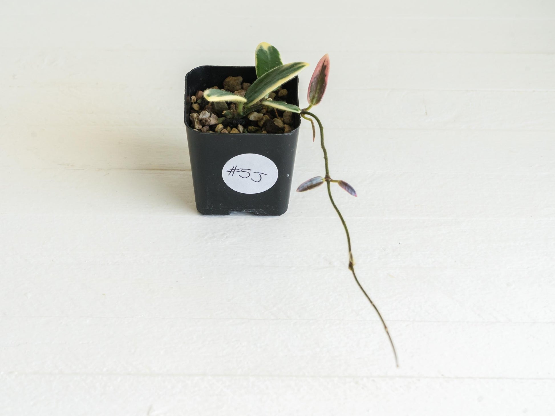 Hoya lyi 'Prism' (Pink Flower) | 2-Inch