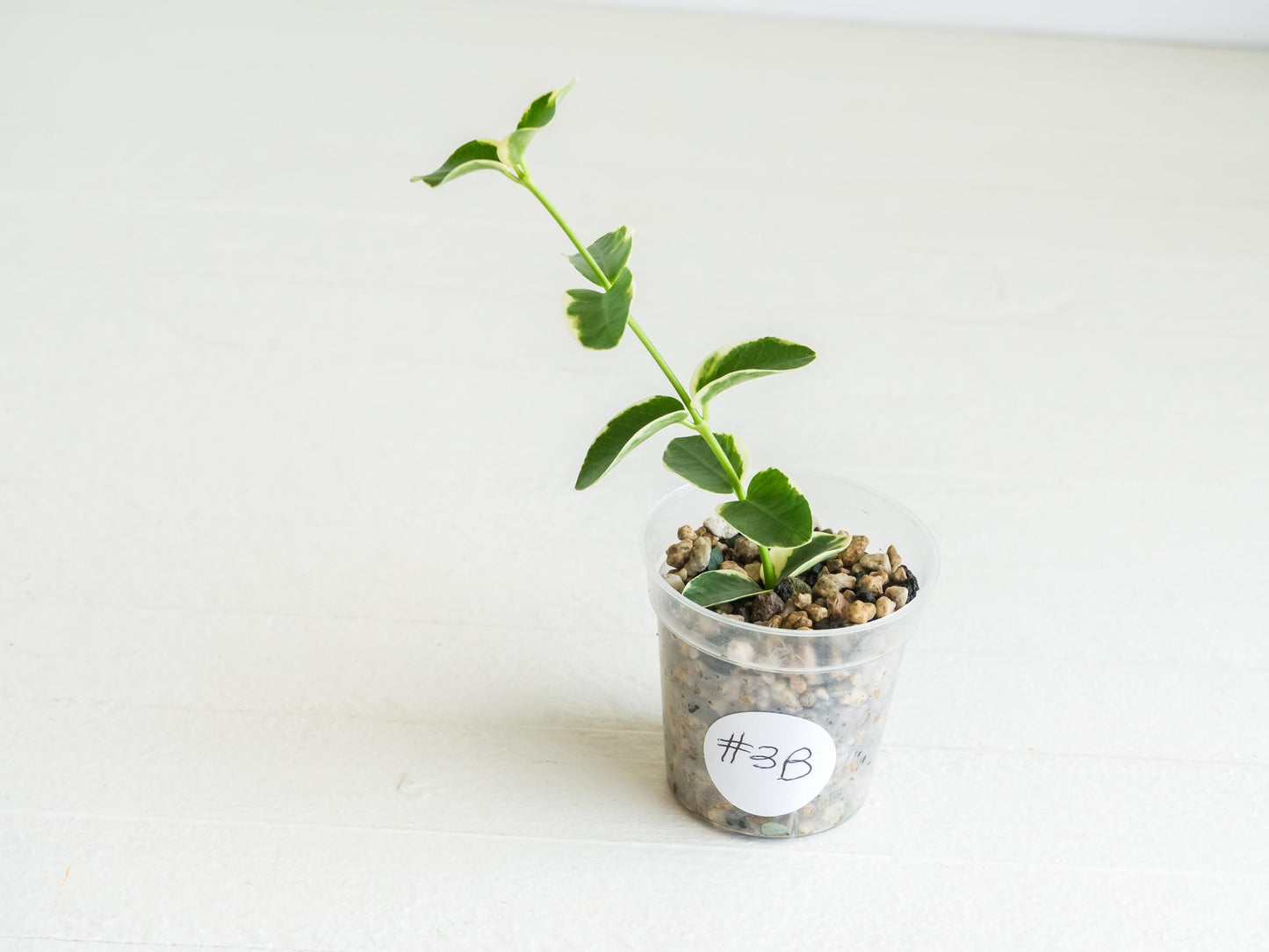 Hoya cumingiana (Albo | Outer Variegated) | 2-Inch