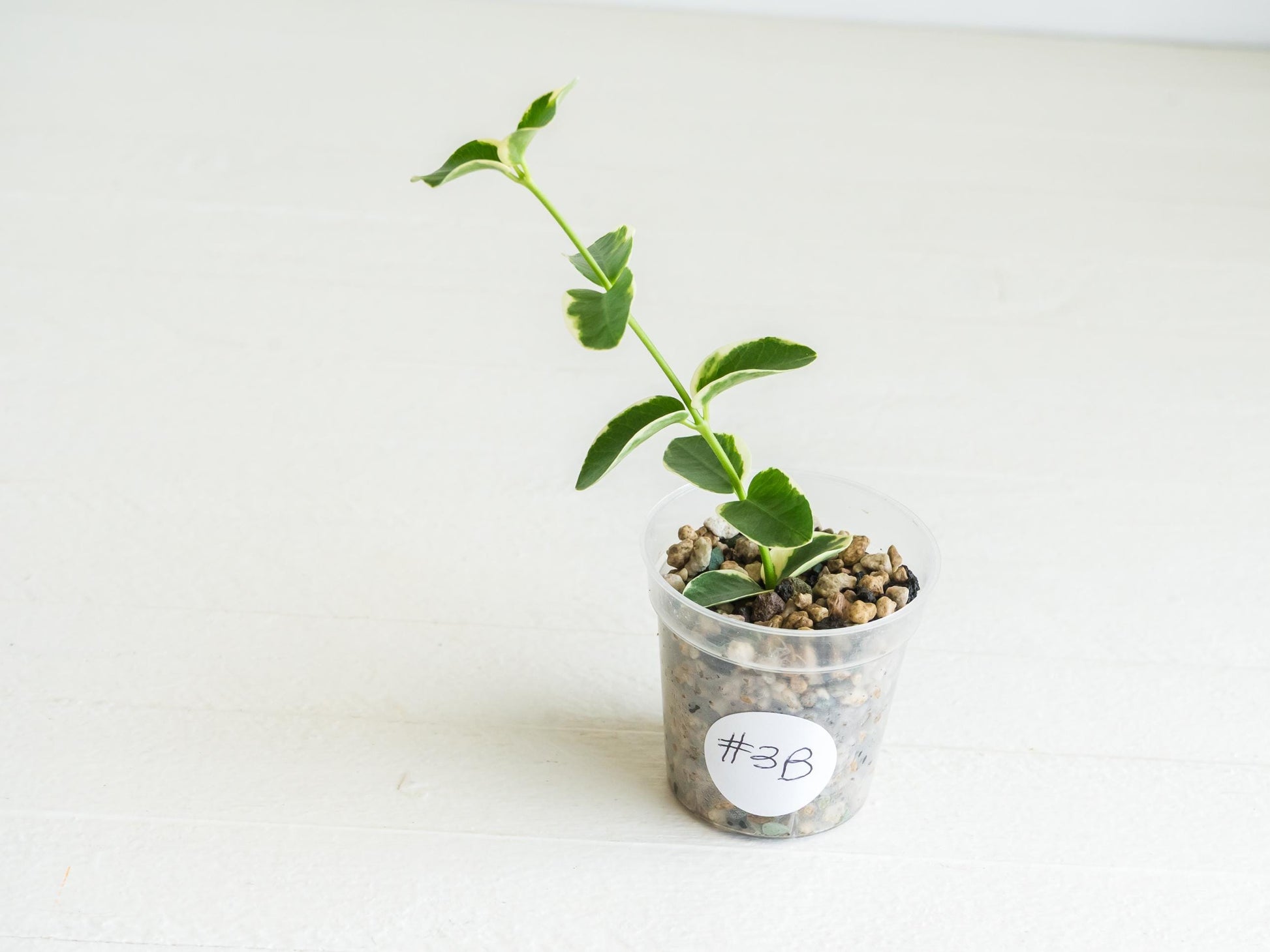 Hoya cumingiana (Albo | Outer Variegated) | 2-Inch