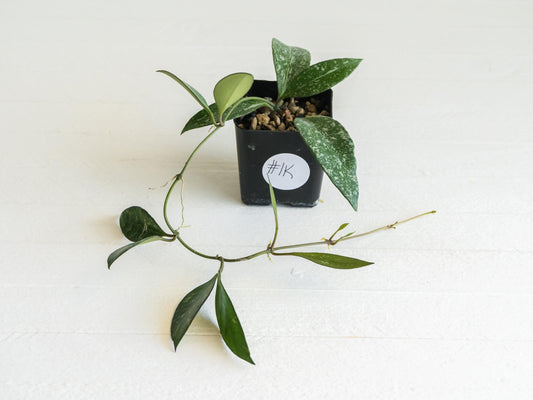 Hoya ‘Rosita’ (Splash) | 2-Inch