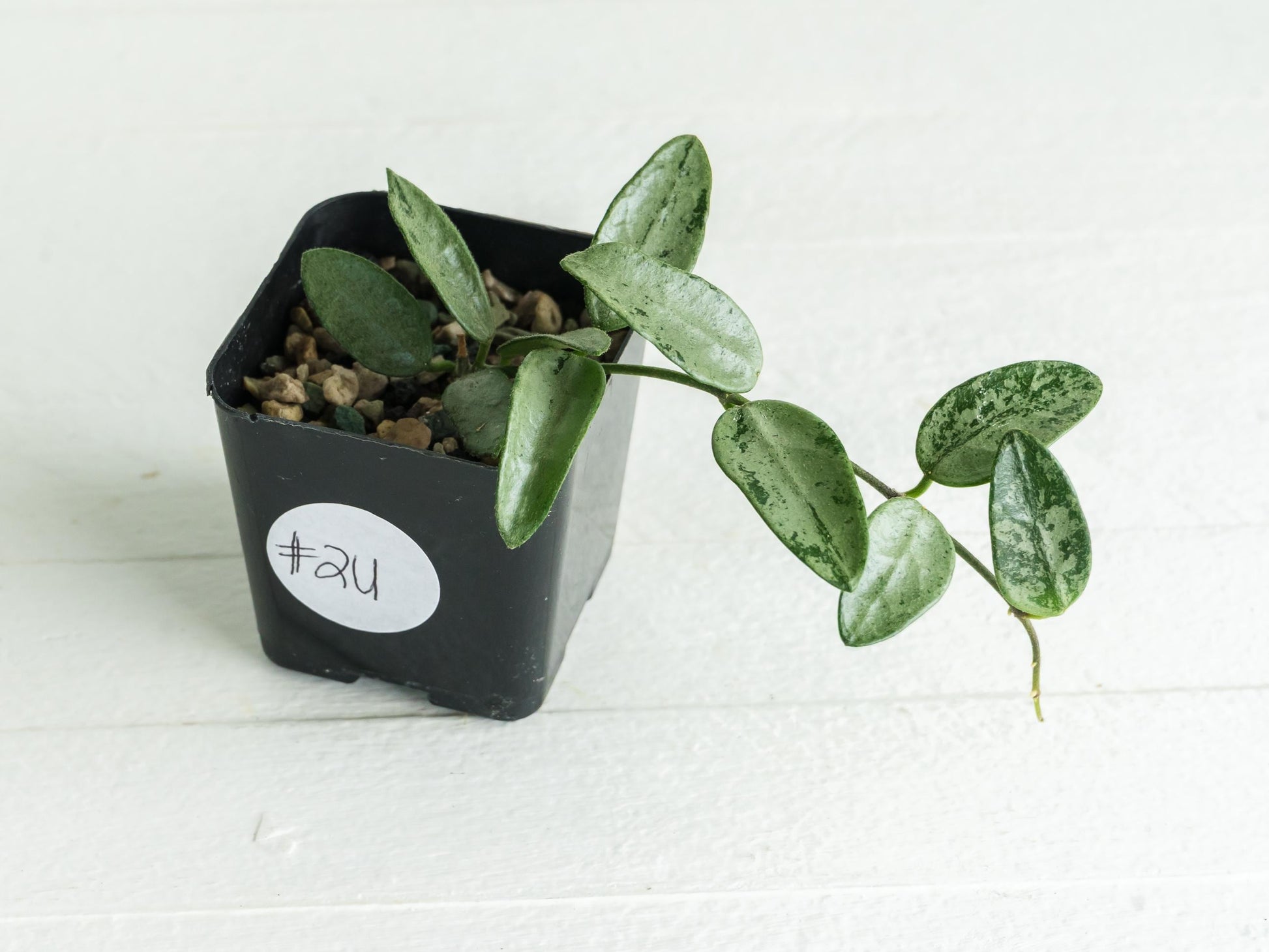 Hoya lima (Silver) | 2-Inch