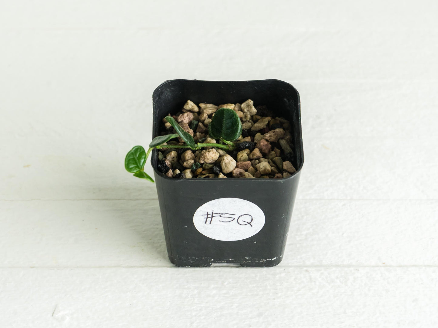 Hoya nummularia (formerly Hoya tengchongensis) | 2-Inch