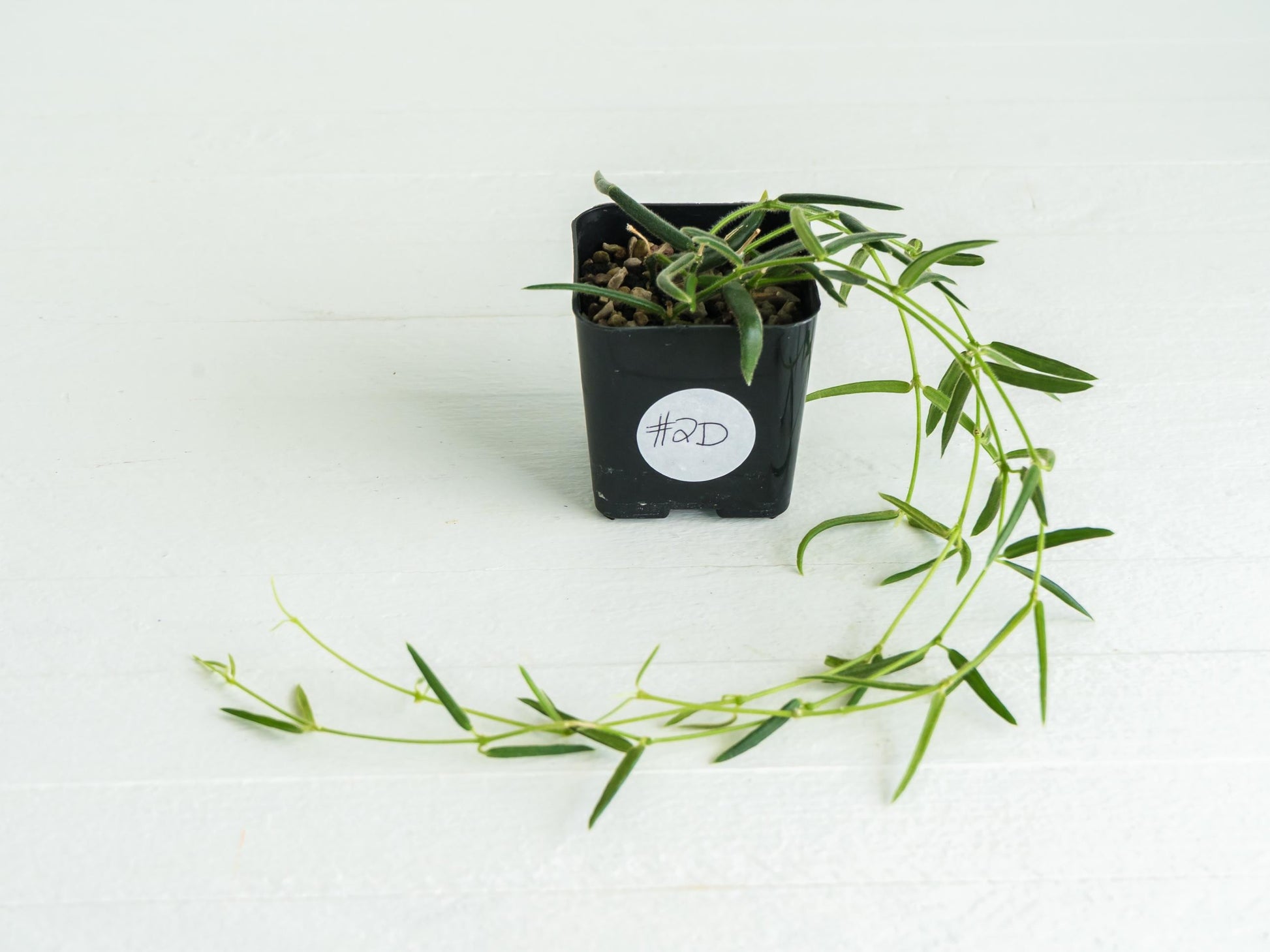 Hoya linearis | 2-Inch