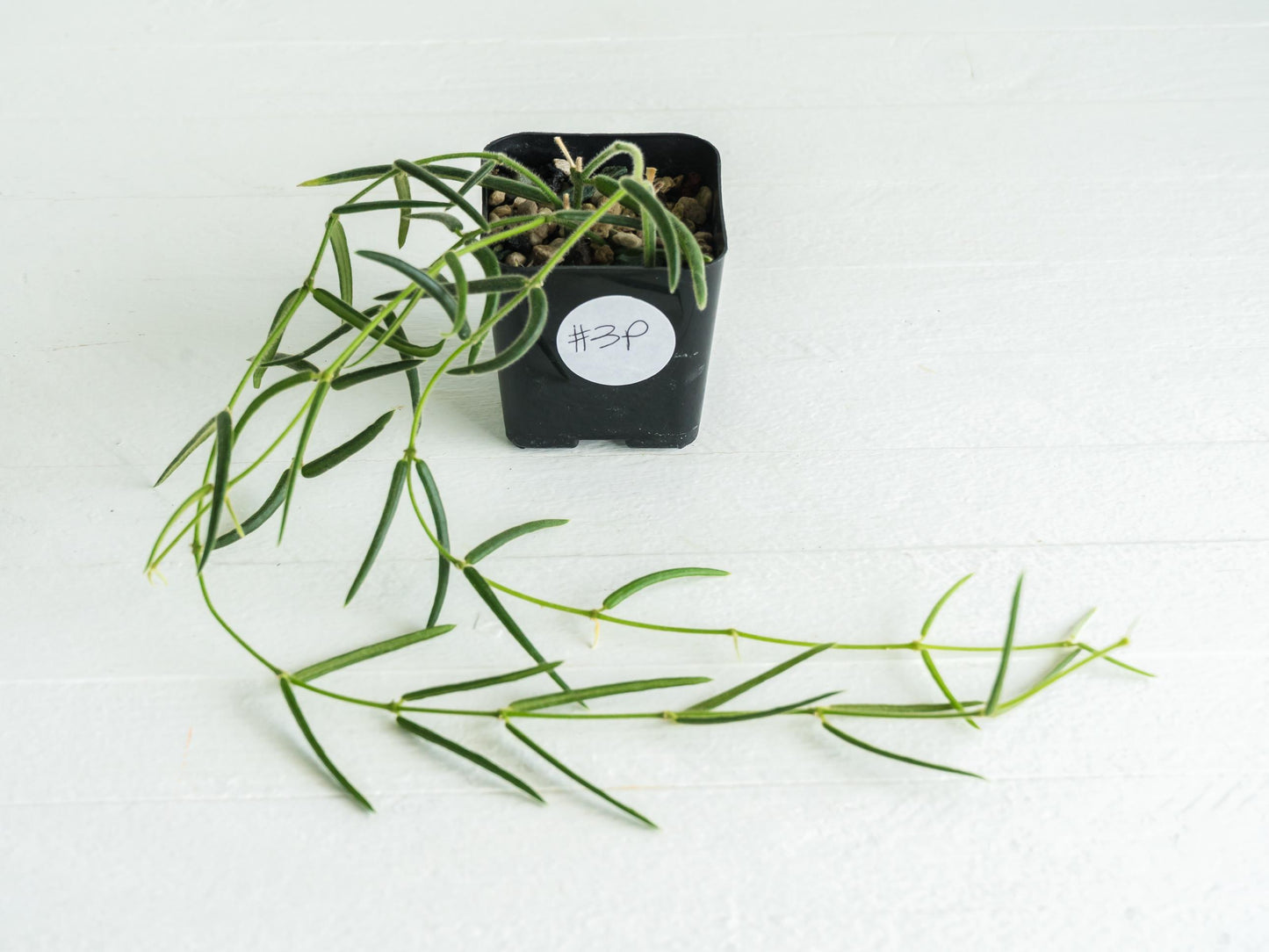 Hoya linearis | 2-Inch