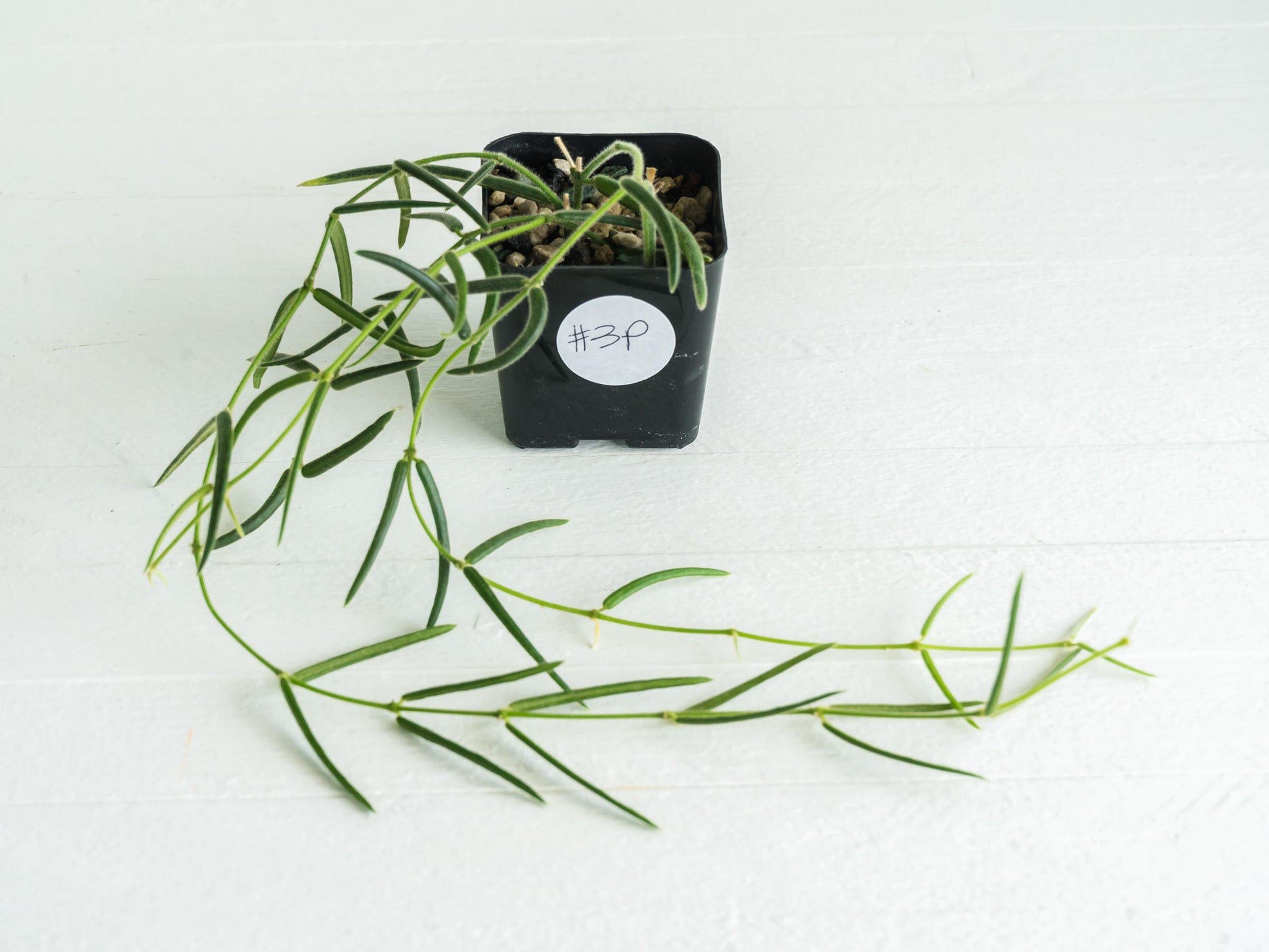 Hoya linearis | 2-Inch