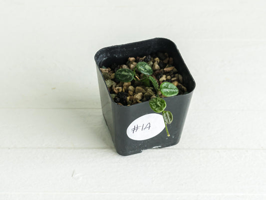 Hoya serpens (Splash) | 2-Inch
