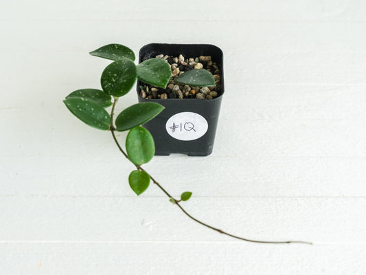 Hoya 'Mathilde' | 2-Inch