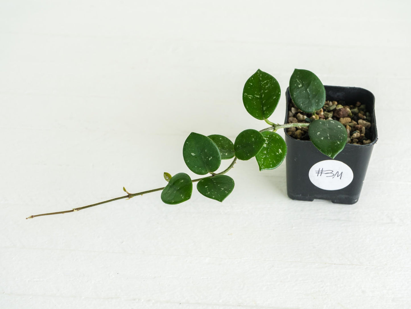 Hoya 'Mathilde' | 2-Inch
