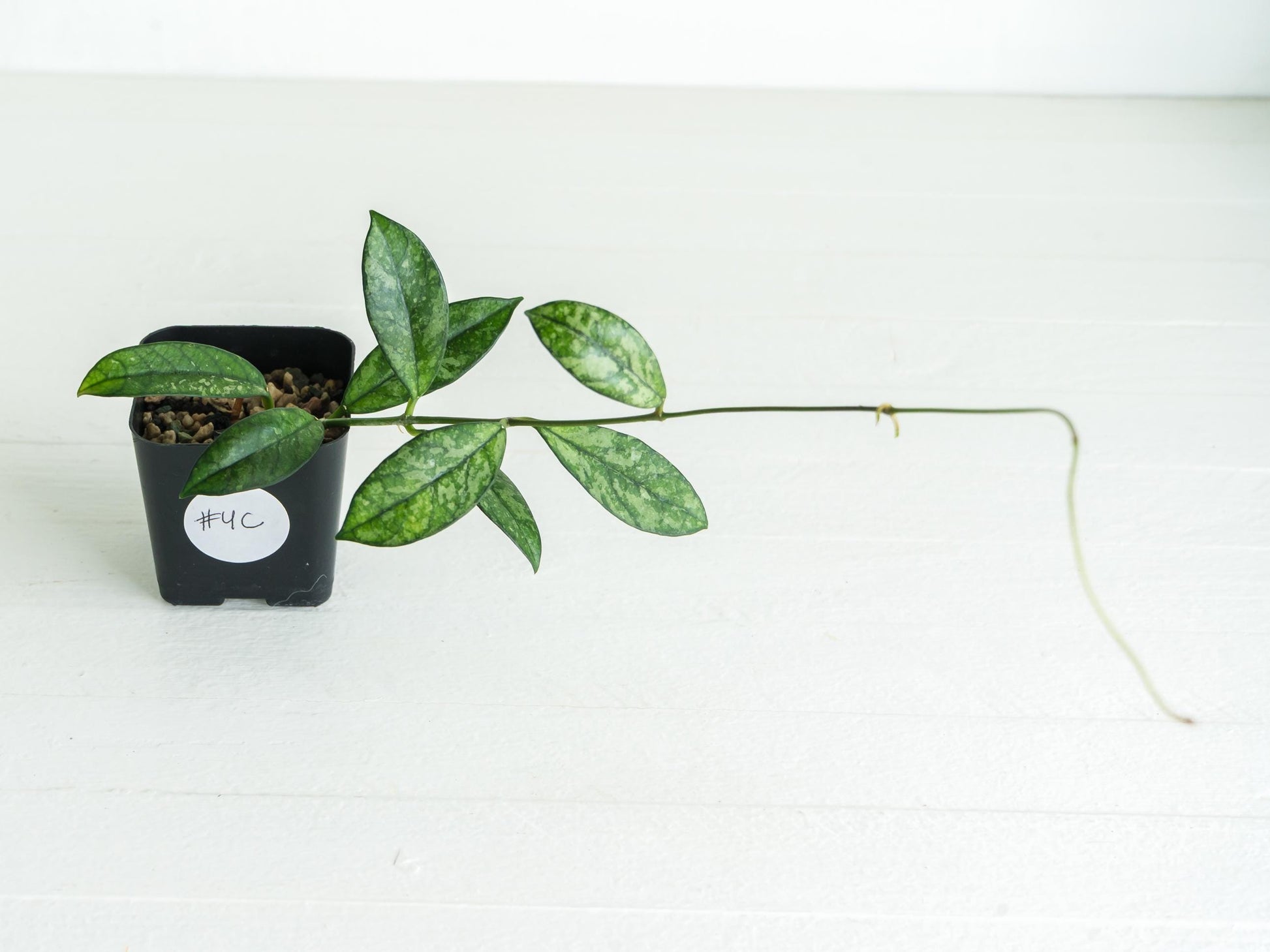 Hoya crassipetiolata (Splash) | 2-Inch