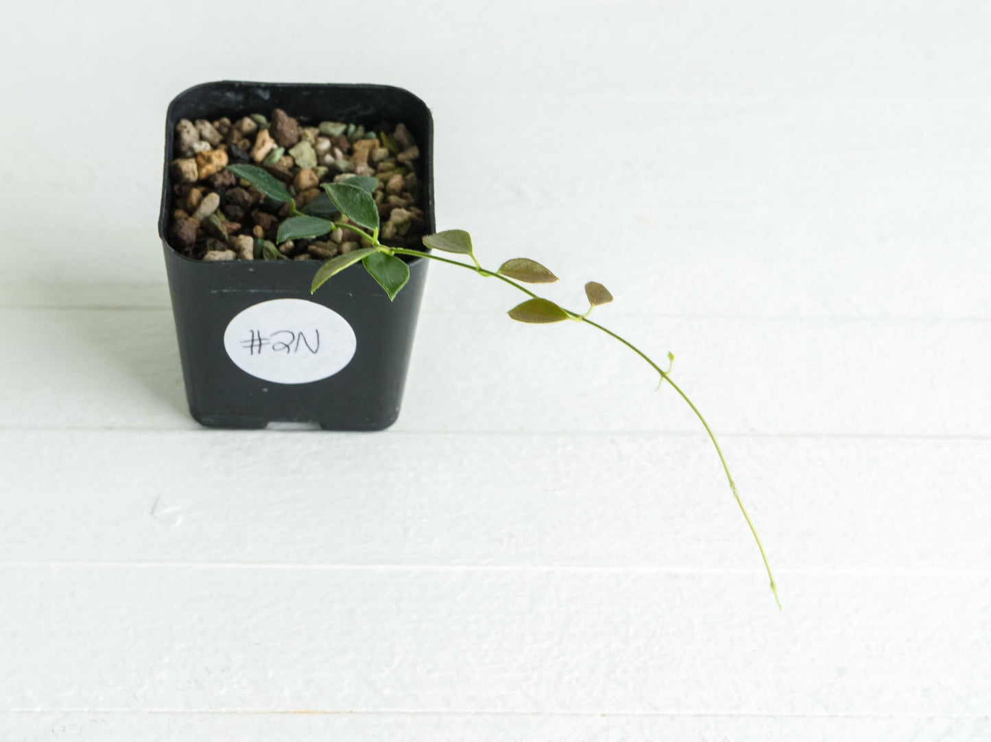 Hoya papua (PNG IM-08) | 2-Inch