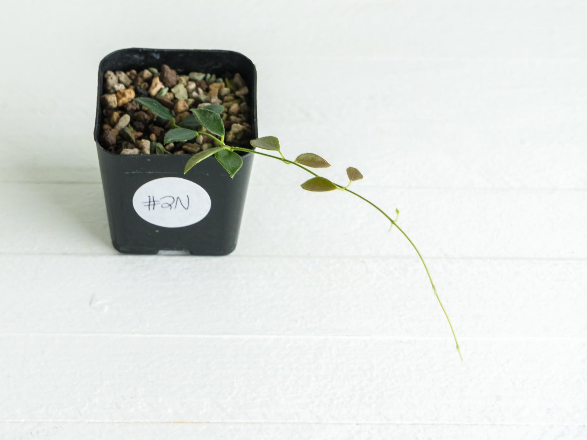 Hoya papua (PNG IM-08) | 2-Inch