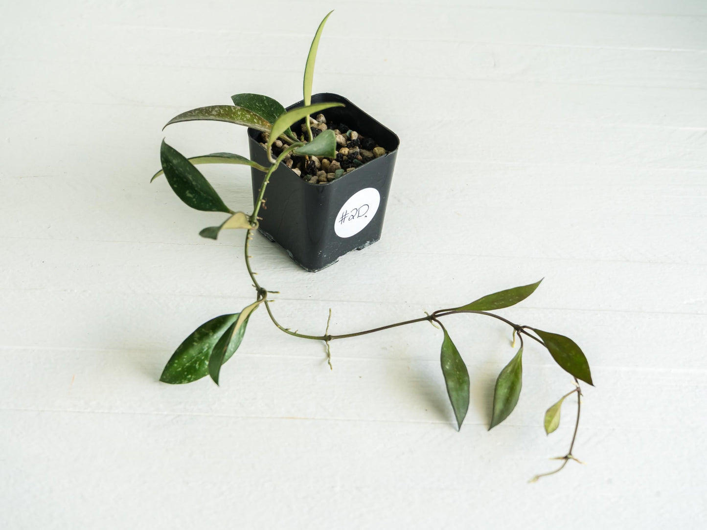 Hoya ‘Rosita’ (Splash) | 2-Inch