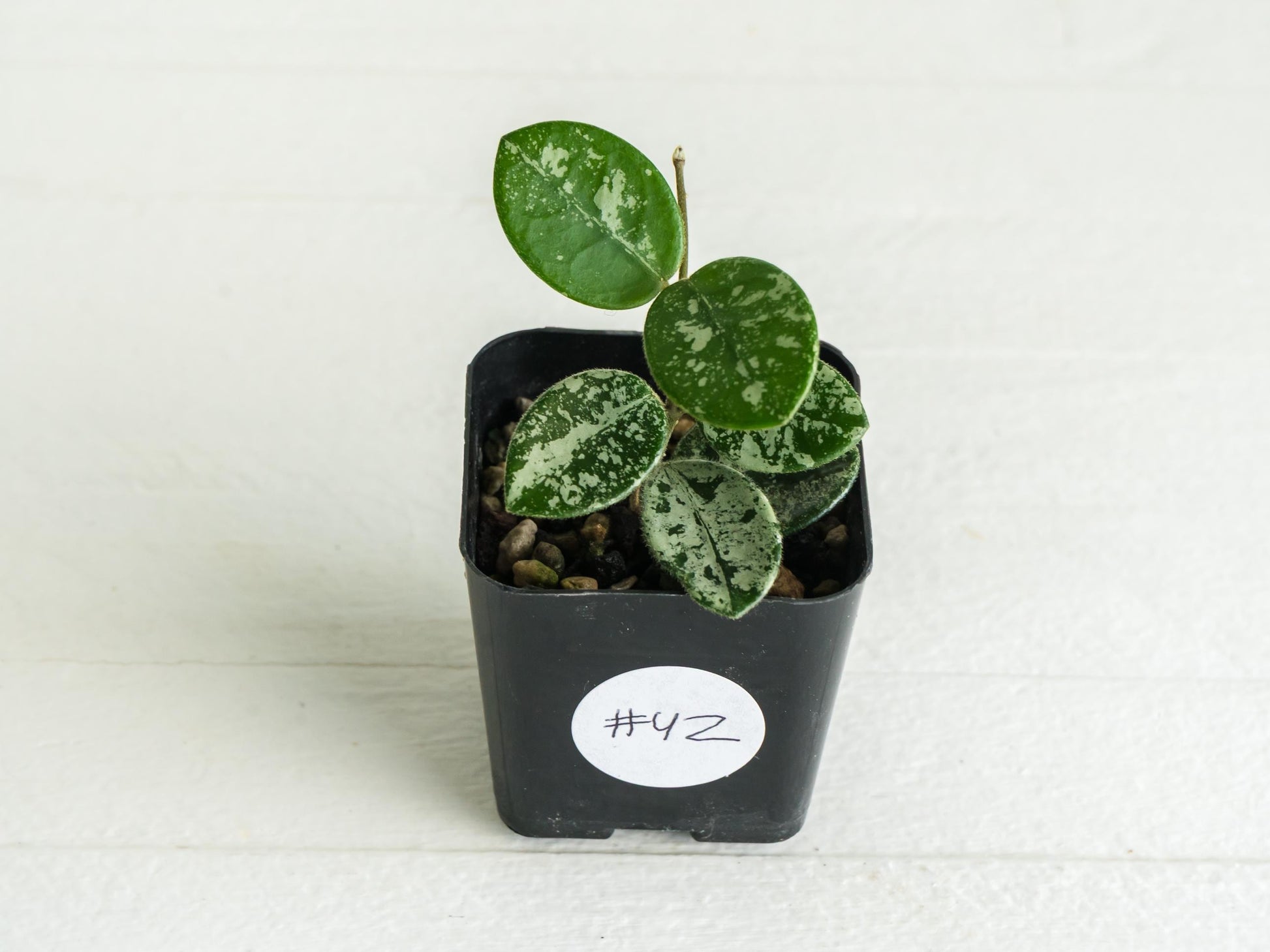 Hoya 'Mathilde' (Splash) | 2-Inch