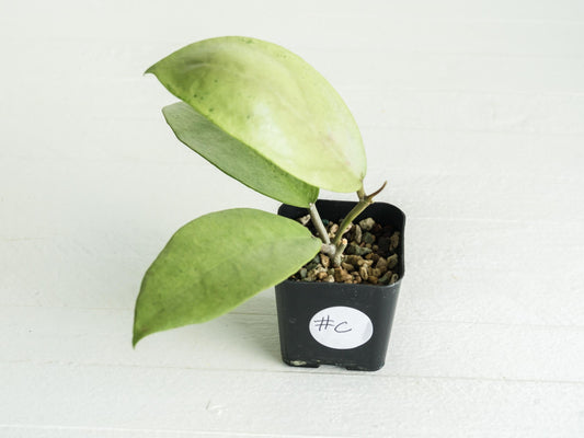 Hoya 'Menak Sopal Silver' | 2-Inch