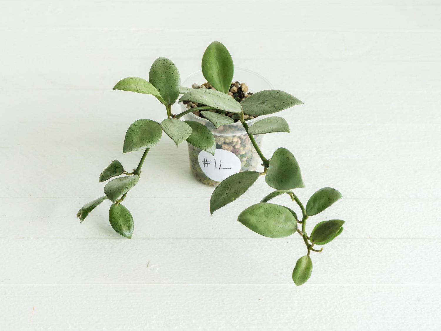 Hoya lacunosa 'Silver Mint Coin'