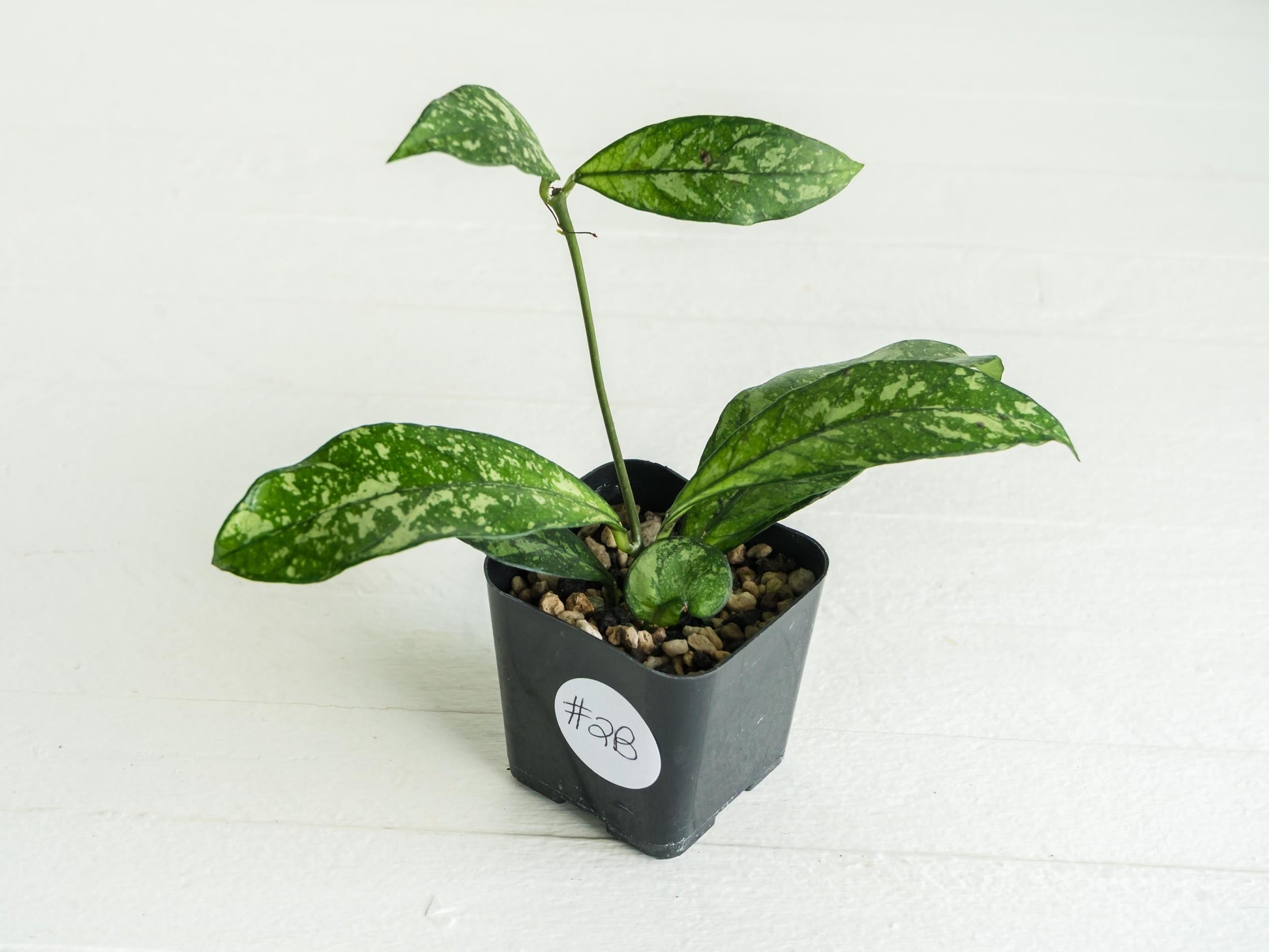 Hoya crassipetiolata (Splash) | 2-Inch