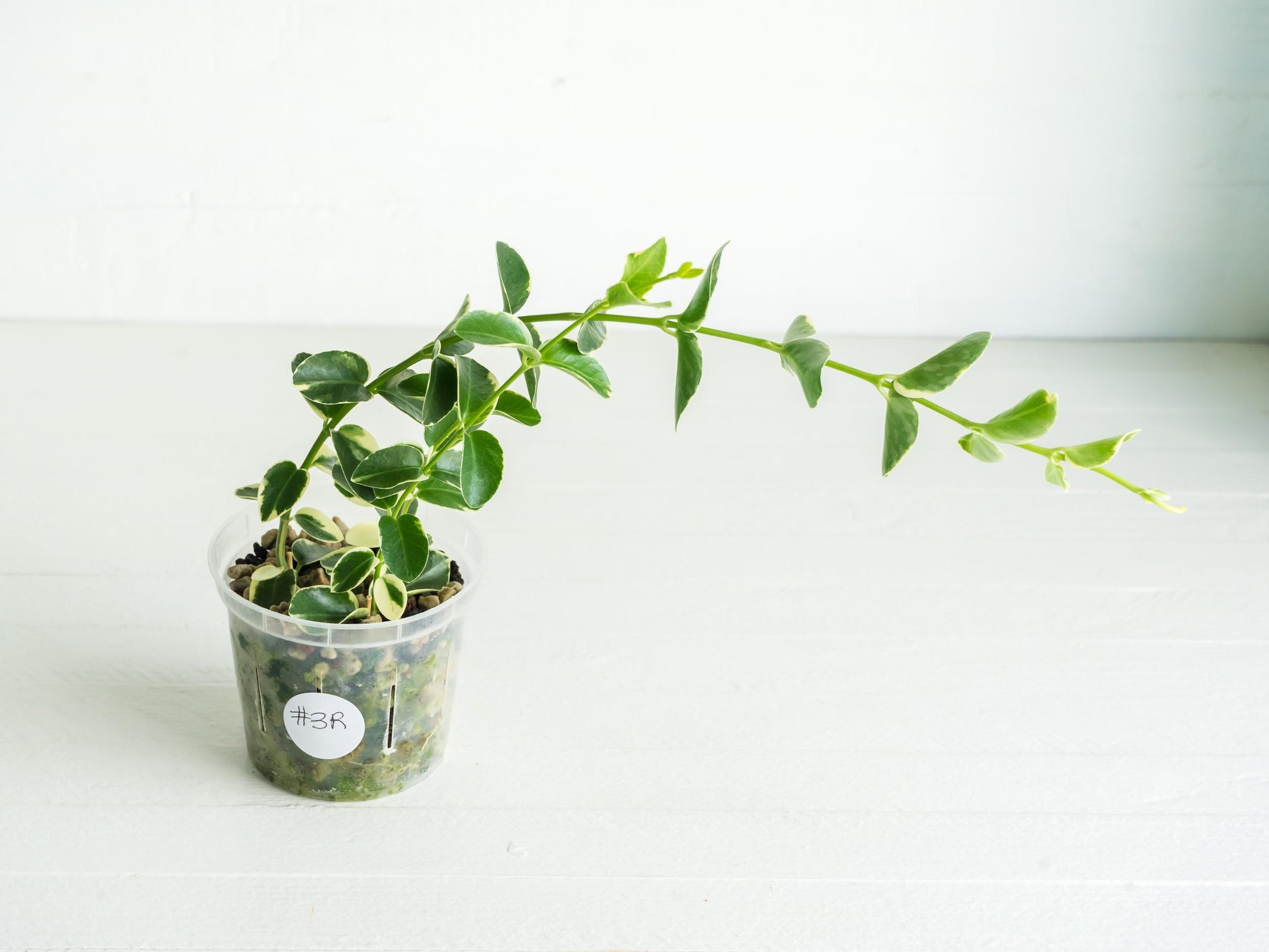 Hoya cumingiana (Albo | Outer Variegated) | 3-Inch
