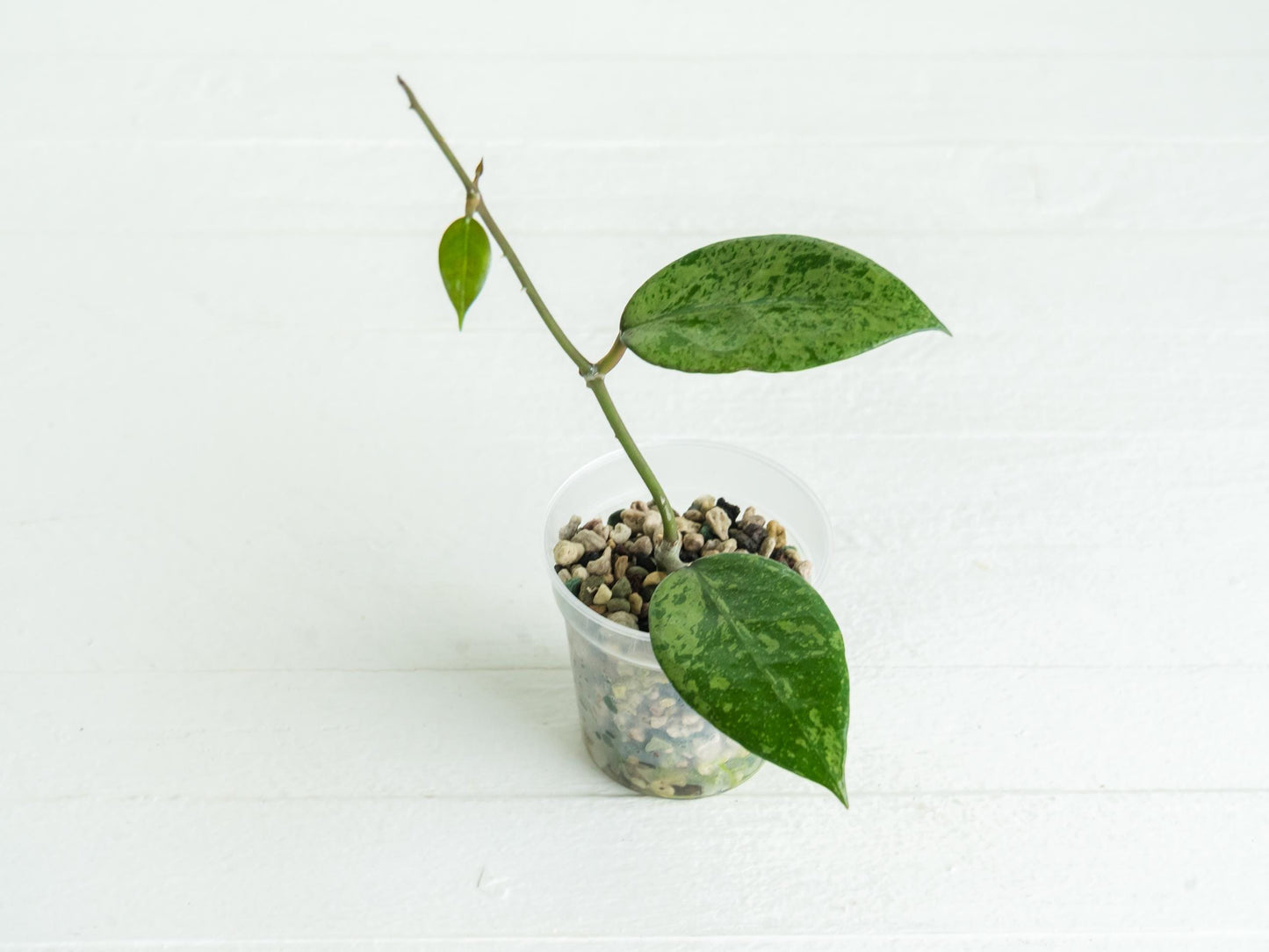 Hoya verticillata (Pemalang Silver) | 2-Inch