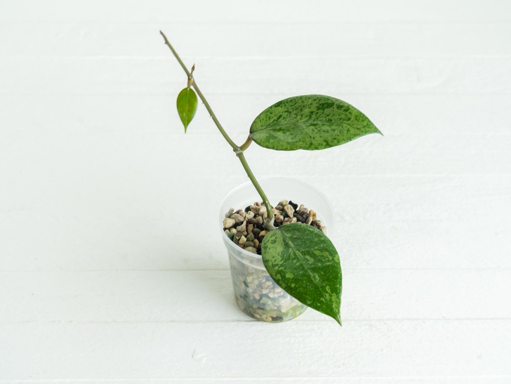 Hoya verticillata (Pemalang Silver) | 2-Inch