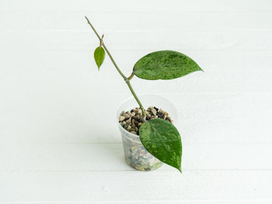 Hoya verticillata (Pemalang Silver) | 2-Inch