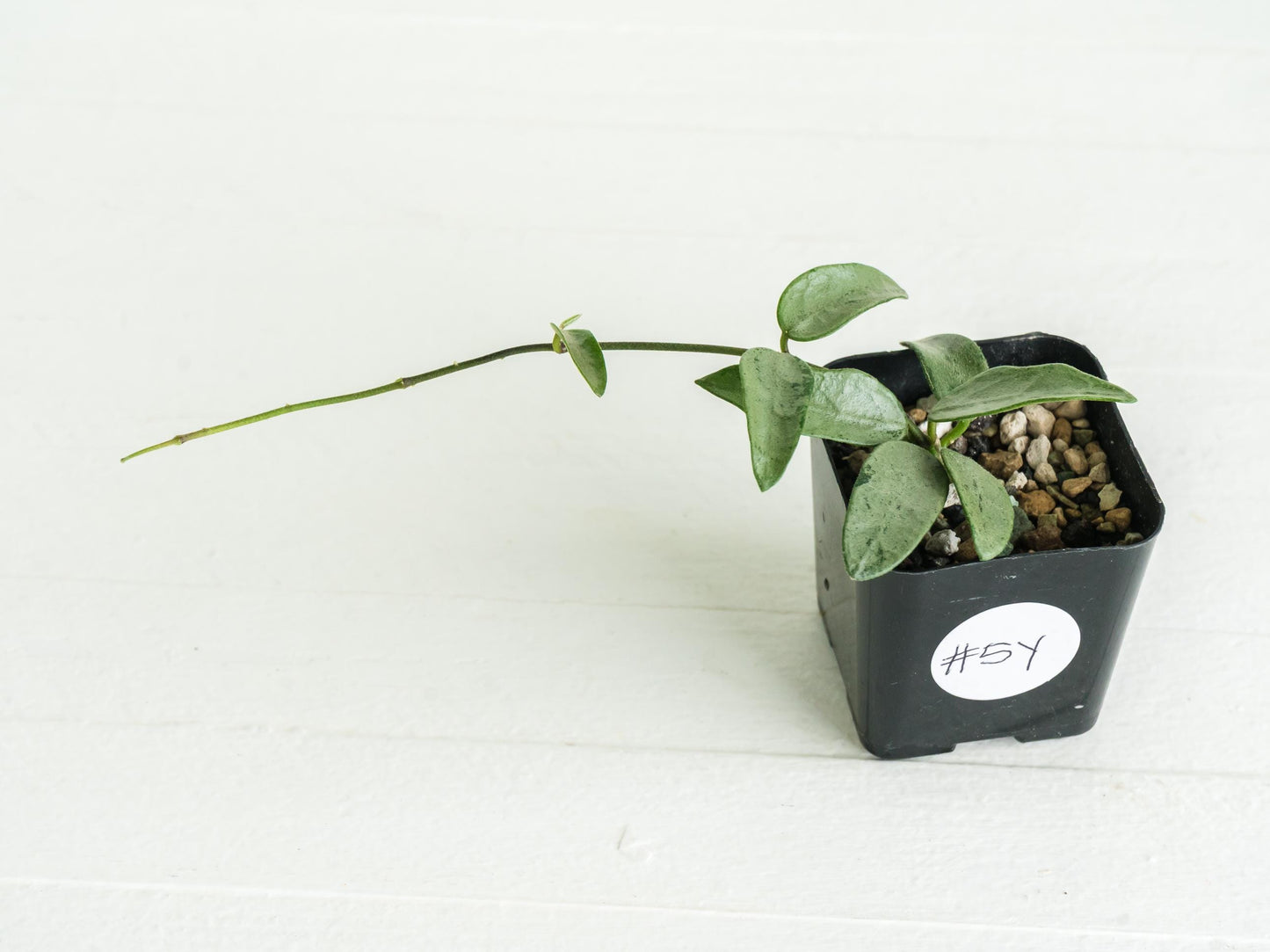 Hoya lima (Silver) | 2-Inch