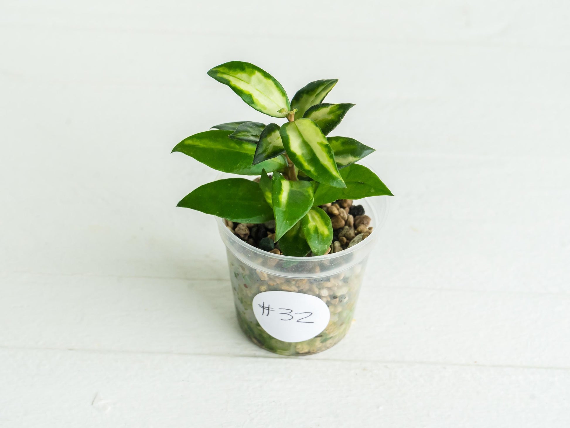 Hoya lacunosa 'Tricolor Bruno' | 2-Inch