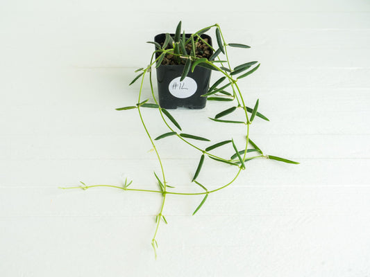Hoya linearis | 2-Inch