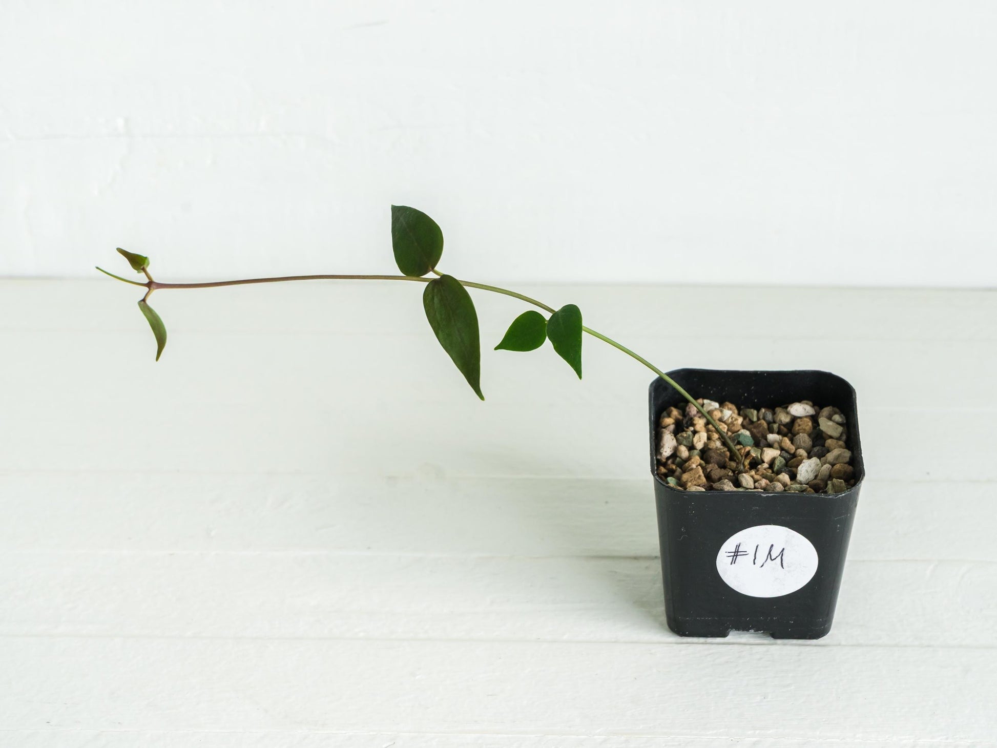 Hoya carrii (NS13-064) | 2-Inch