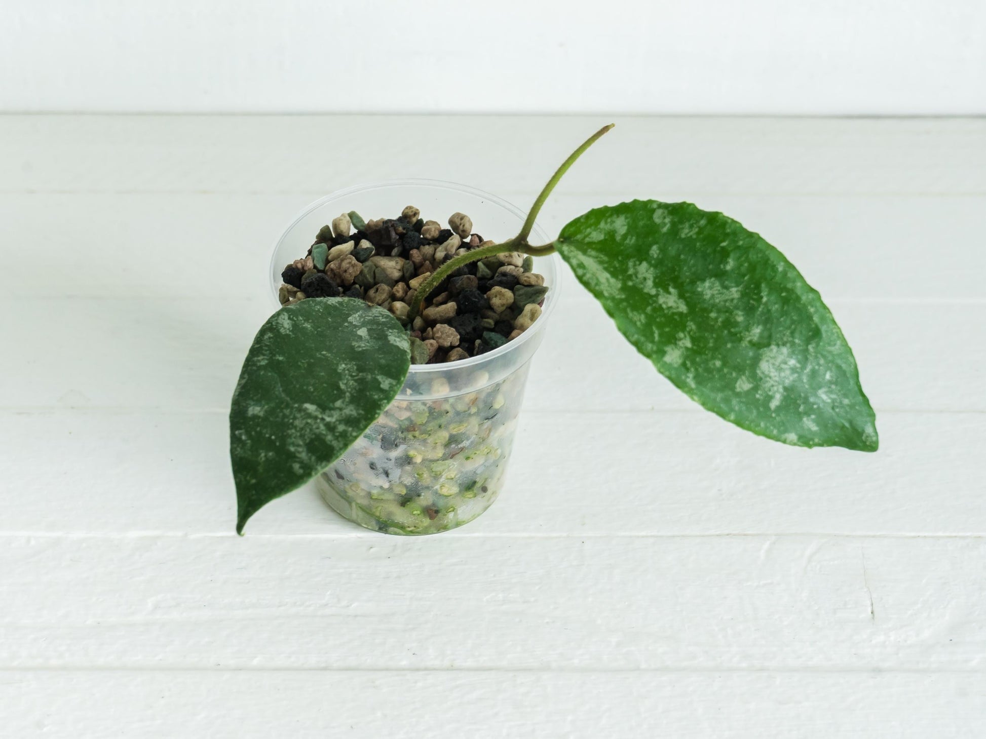 Hoya caudata (Silver) | 2-Inch
