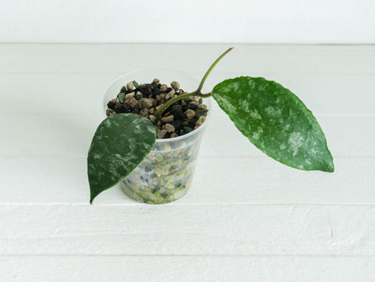 Hoya caudata (Silver) | 2-Inch