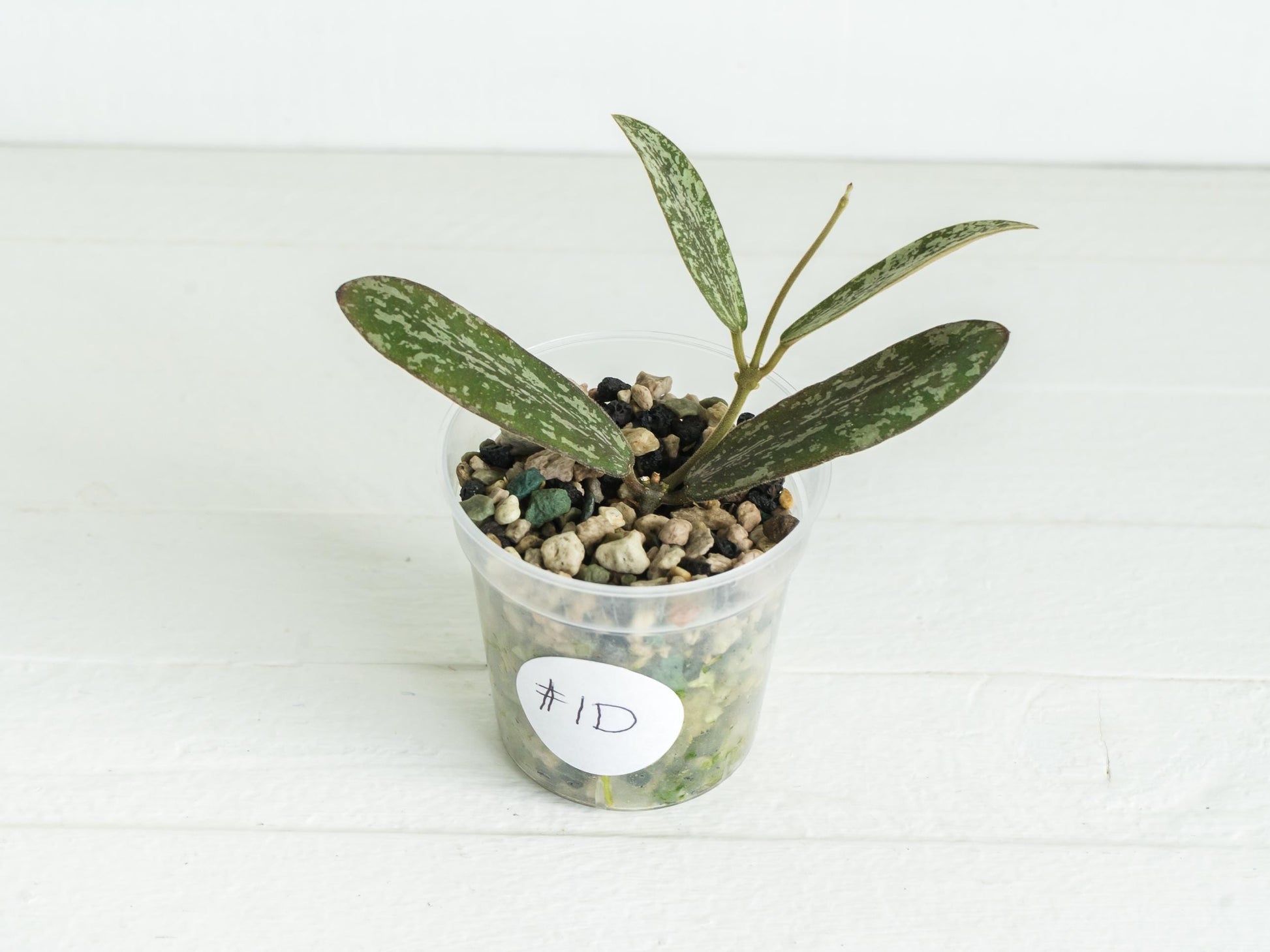 Hoya sigillatis | 2-Inch