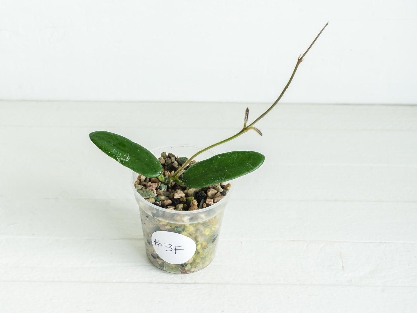 Hoya lyi | 2-Inch