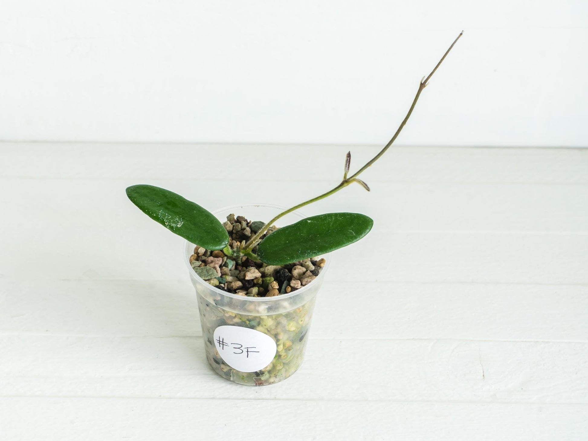 Hoya lyi | 2-Inch