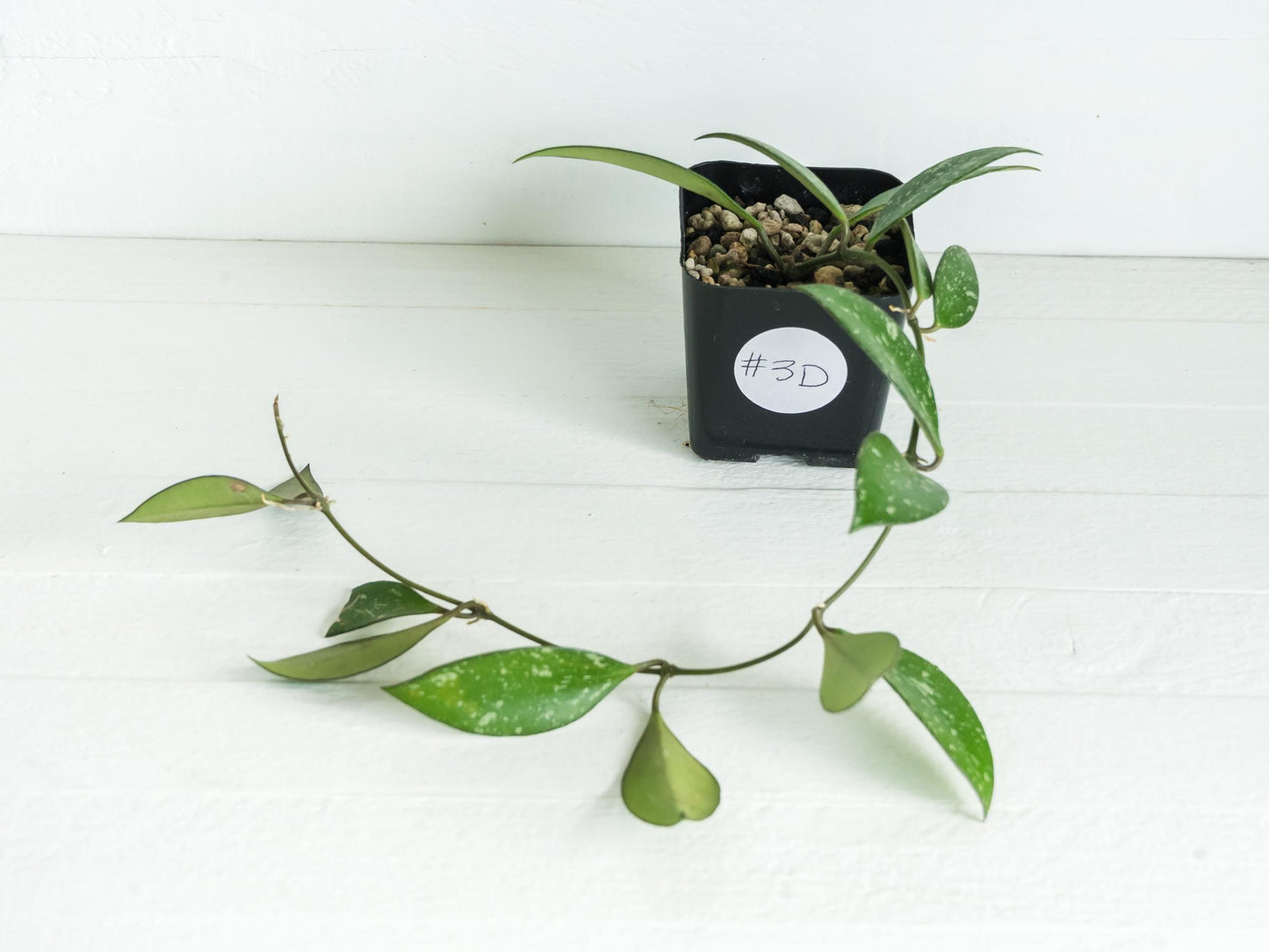 Hoya ‘Rosita’ (Splash) | 2-Inch