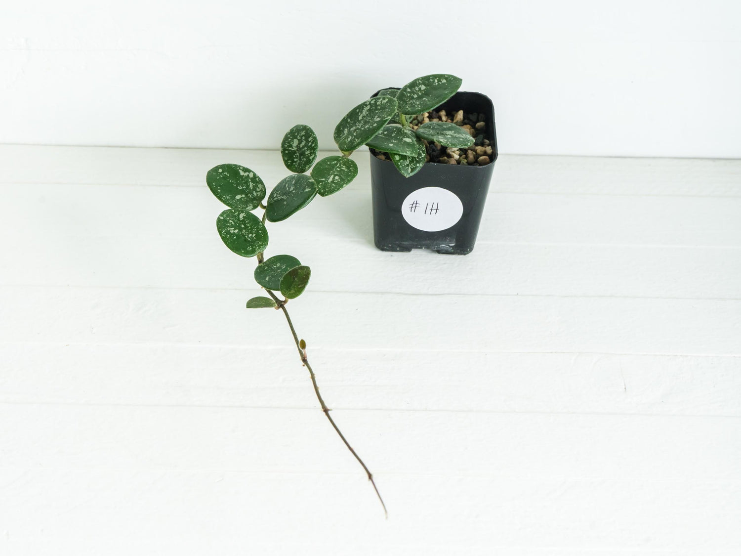 Hoya 'Mathilde' (Splash) | 2-Inch