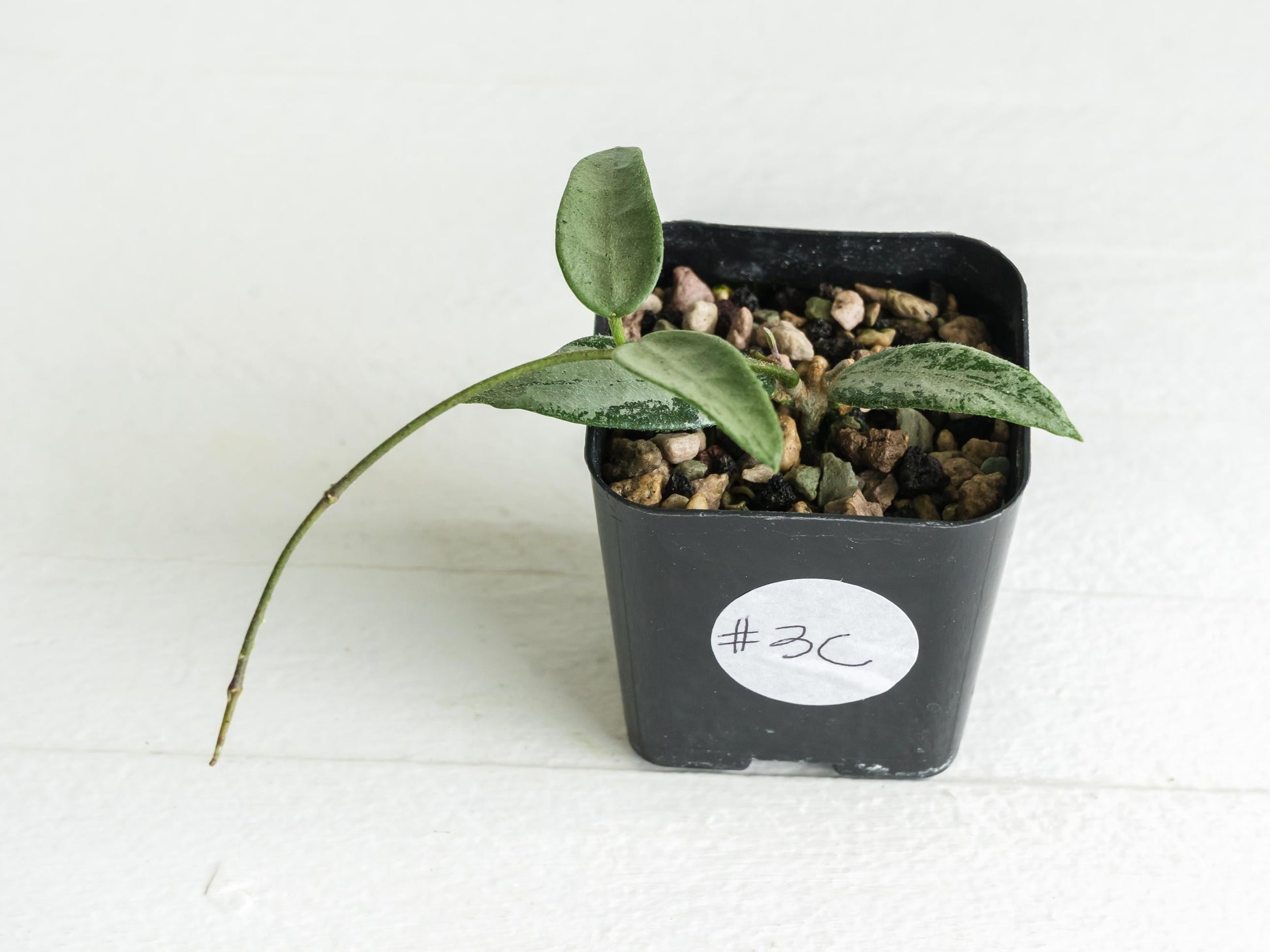 Hoya lima (Silver) | 2-Inch