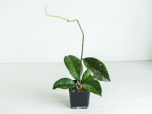 Hoya Gunung Leuser 'Monohara' | 2-Inch