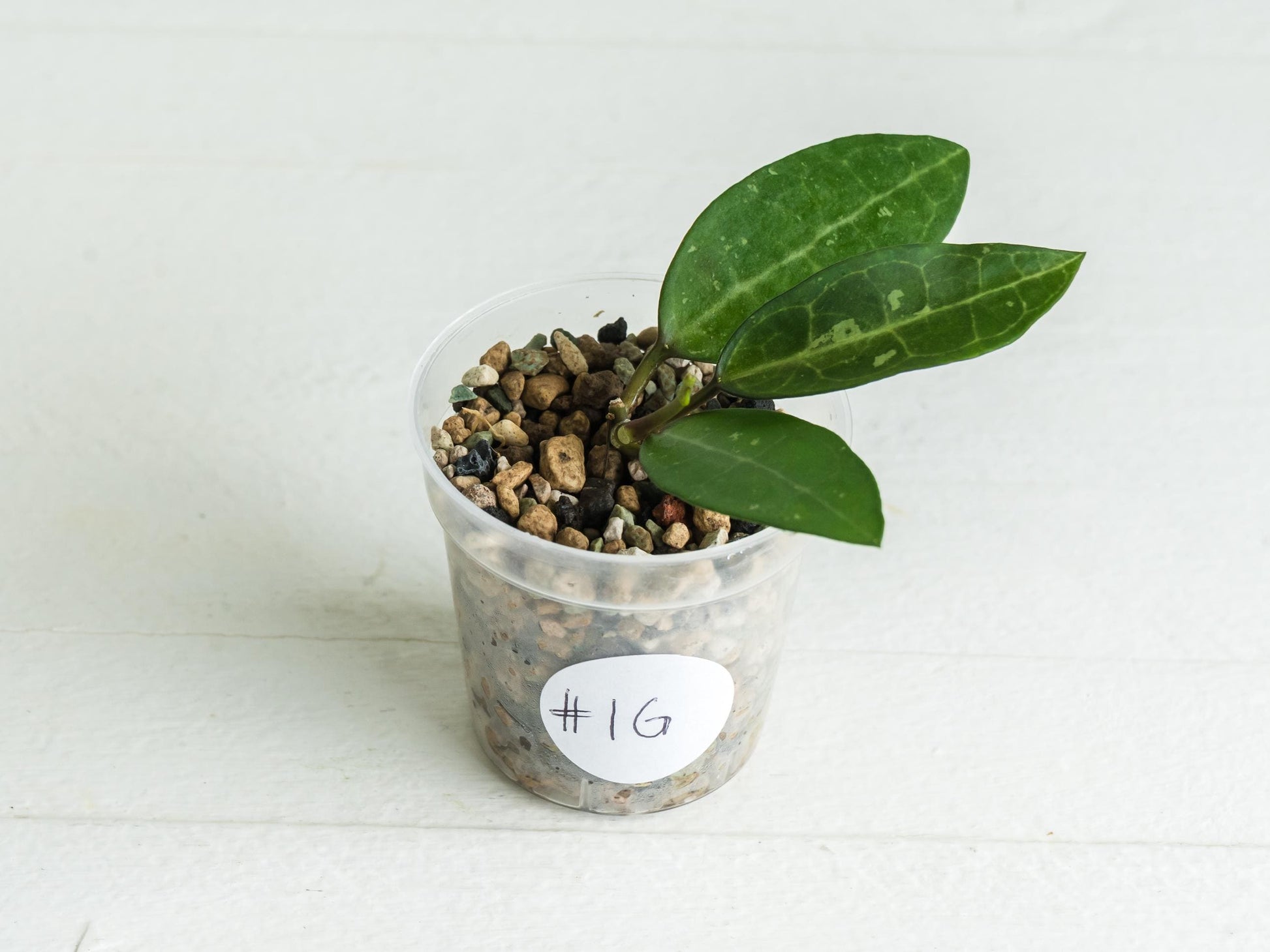 Hoya Elliptica | 2-Inch