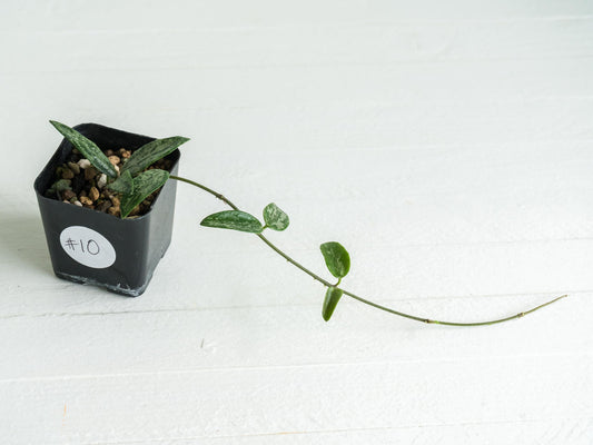 Hoya lima (Splash) | 2-Inch