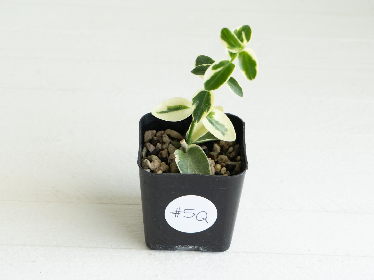 Hoya cumingiana (Albo | Outer Variegated) | 2-Inch