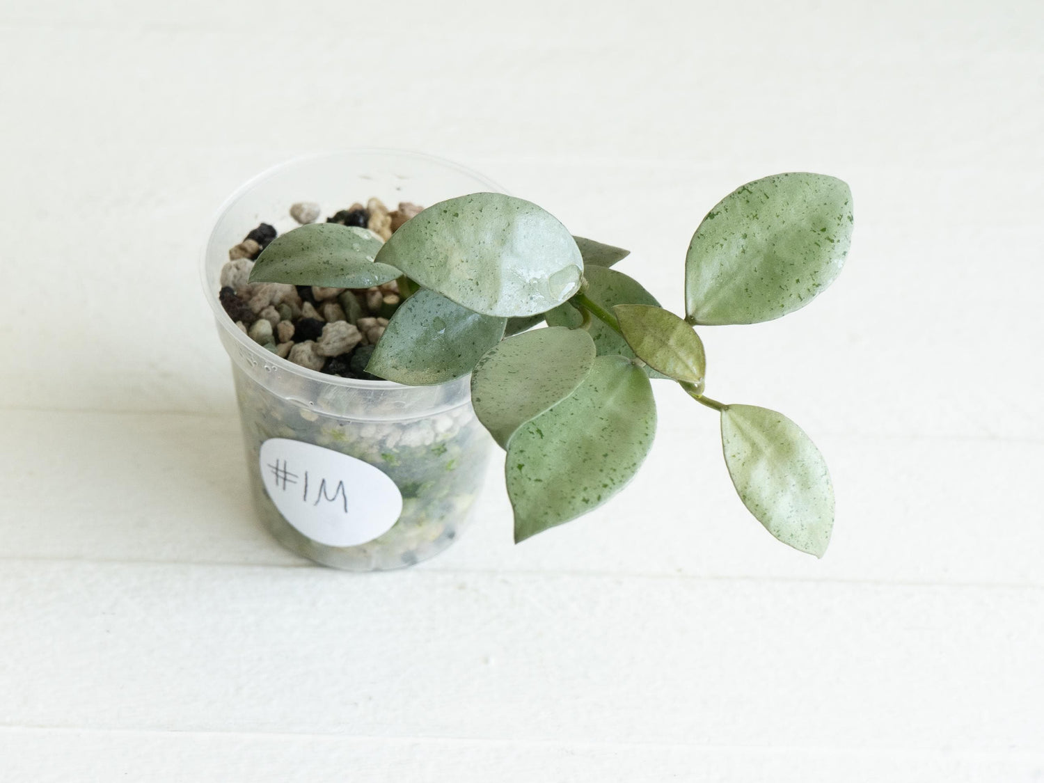 Hoya lacunosa 'Silver Mint Coin'