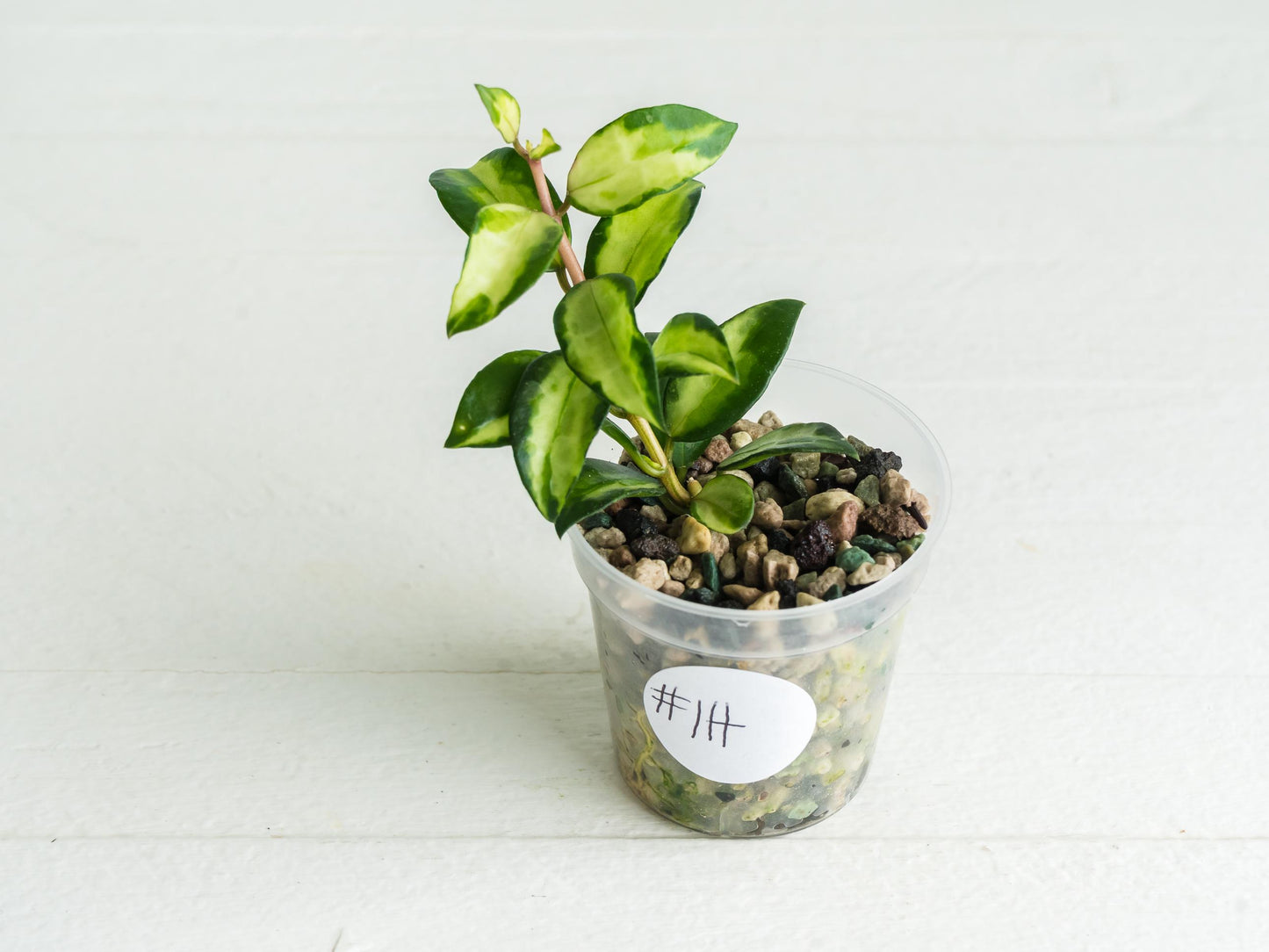 Hoya lacunosa 'Tricolor Bruno' | 2-Inch