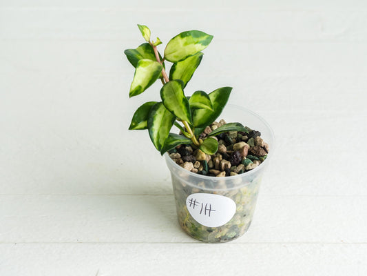 Hoya lacunosa 'Tricolor Bruno' | 2-Inch