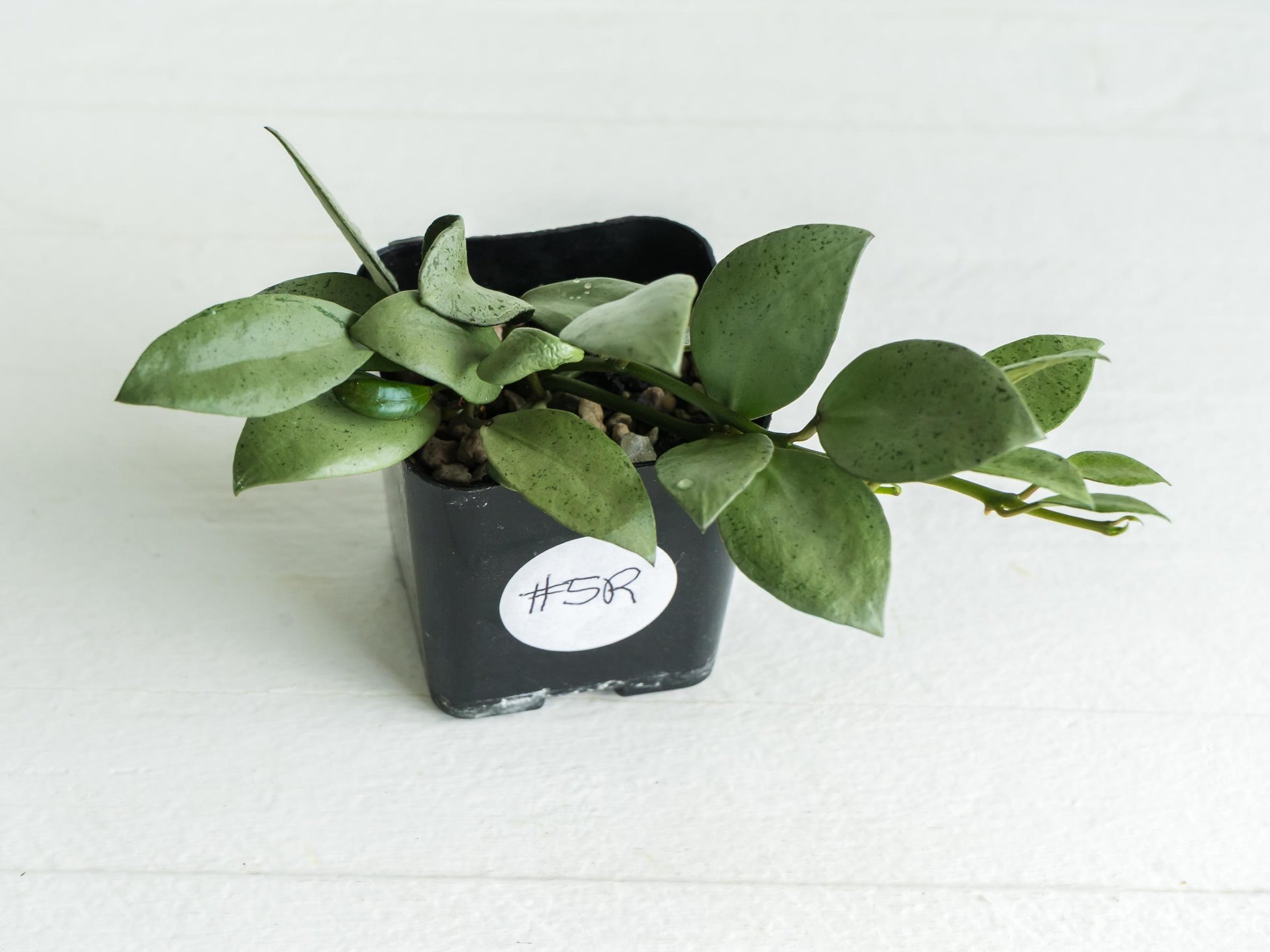 Hoya lacunosa 'Silver Mint Coin'