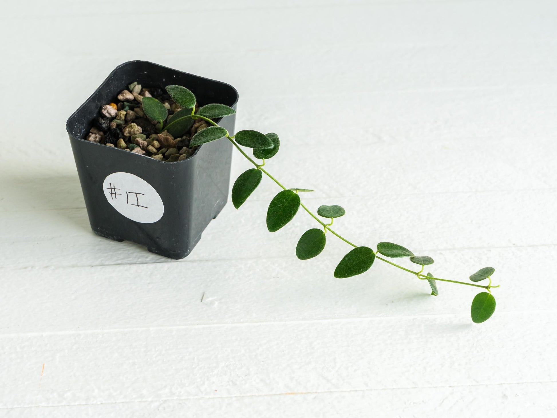 Hoya pulleana (IM-02) | 2-Inch