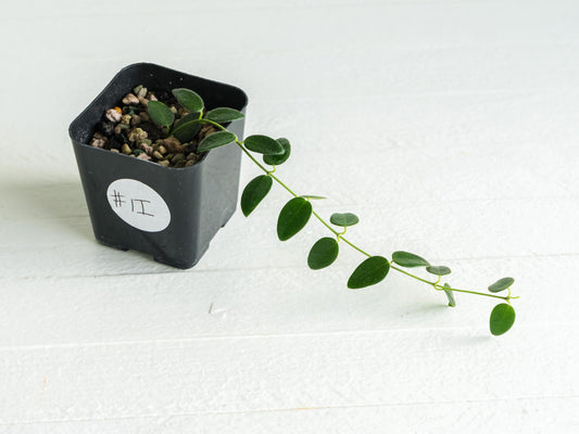 Hoya pulleana (IM-02) | 2-Inch