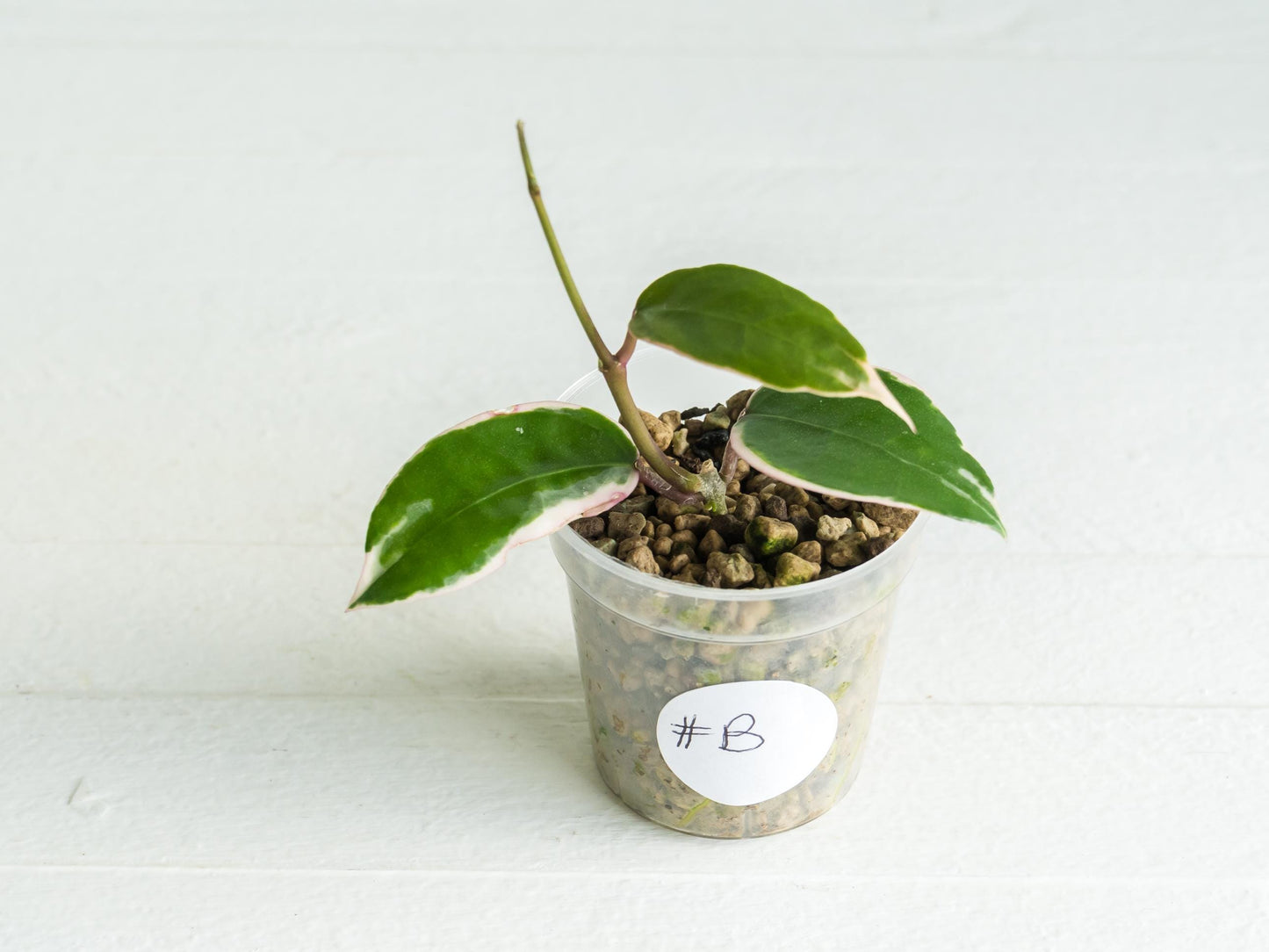 Hoya panglai (Outer Variegated/Albo) | 2-Inch