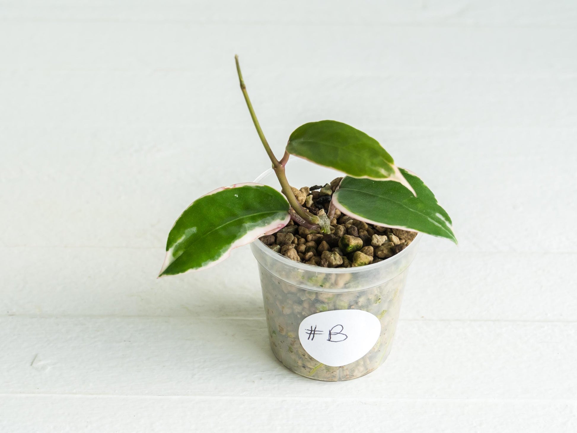 Hoya panglai (Outer Variegated/Albo) | 2-Inch