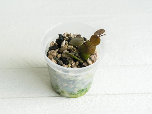Hoya peltata | 2-Inch