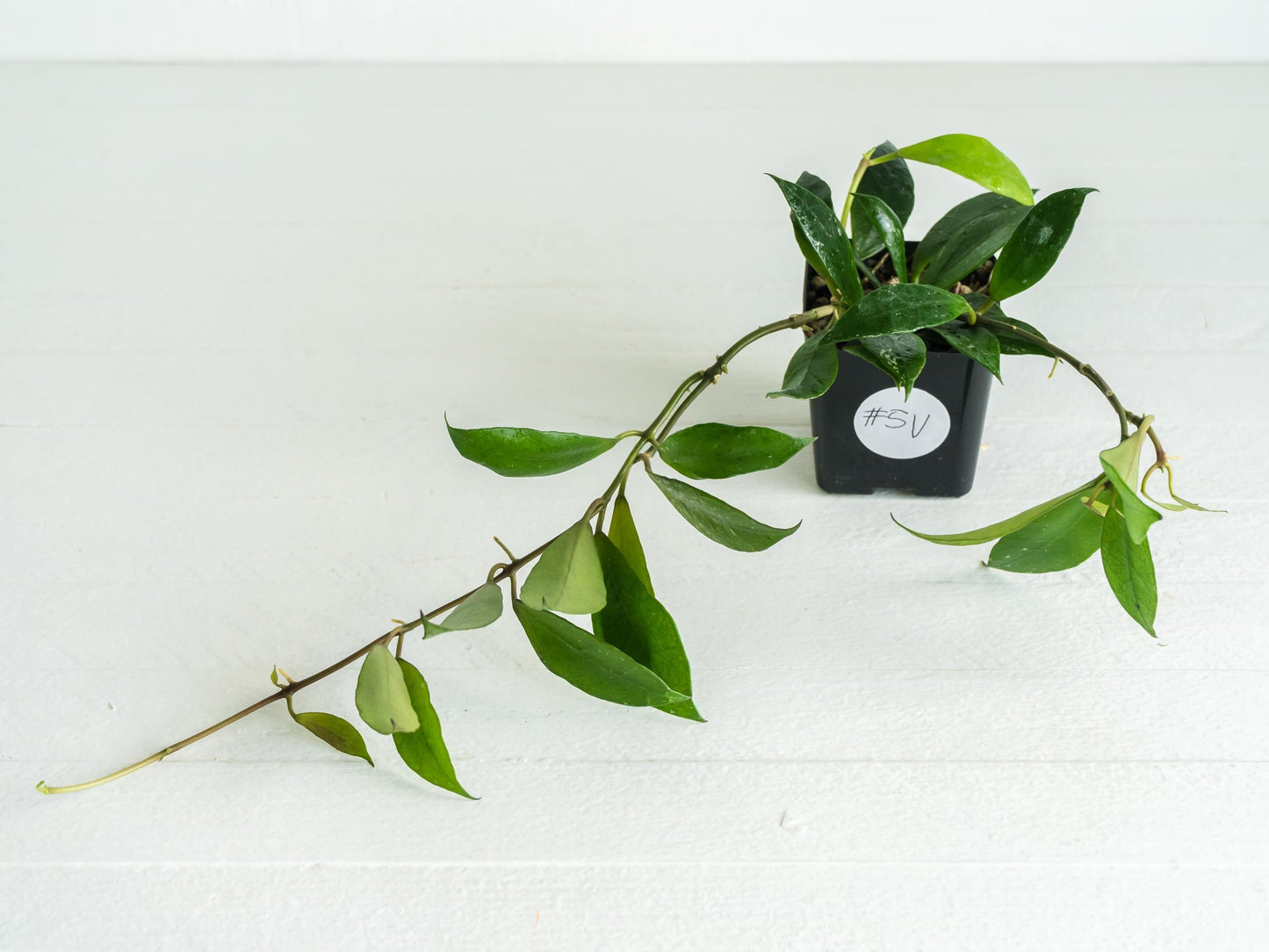 Hoya 'Rebecca' | 2-Inch